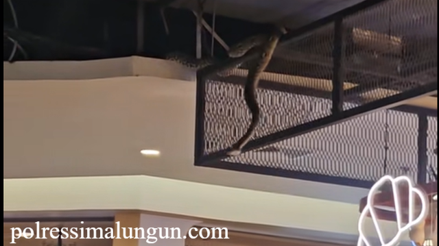 Viral Ular Besar di Mall